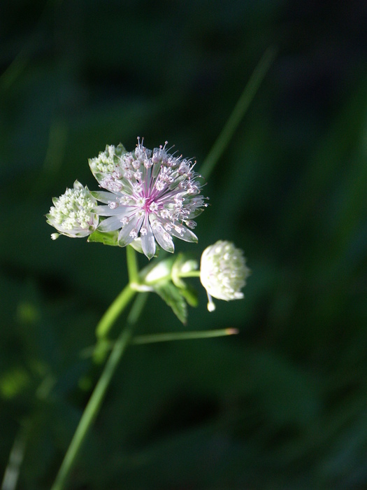 Sterndolde (Astrantia major) - © Bernard Wieser Sterndolde (Astrantia major) - © Bernard Wieser